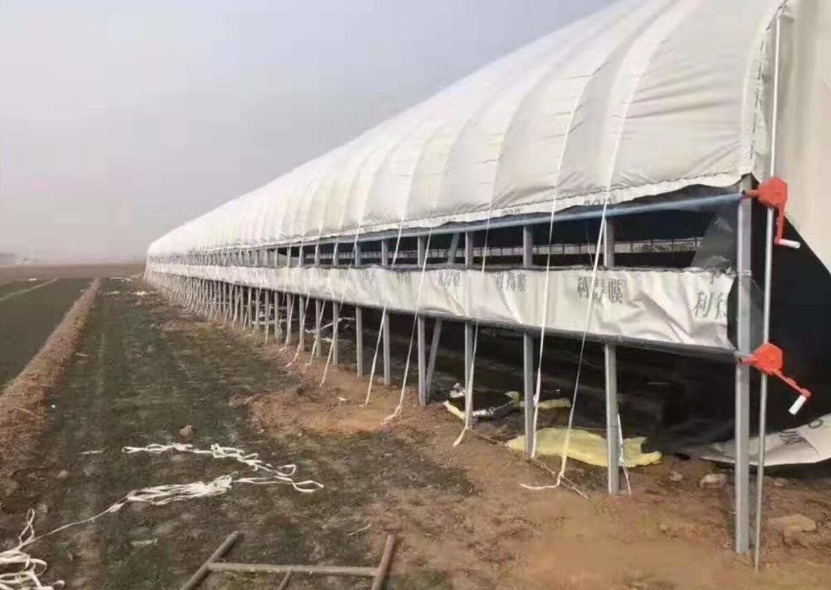 养猪大棚怎么建造比较省钱,养猪大棚建设要点