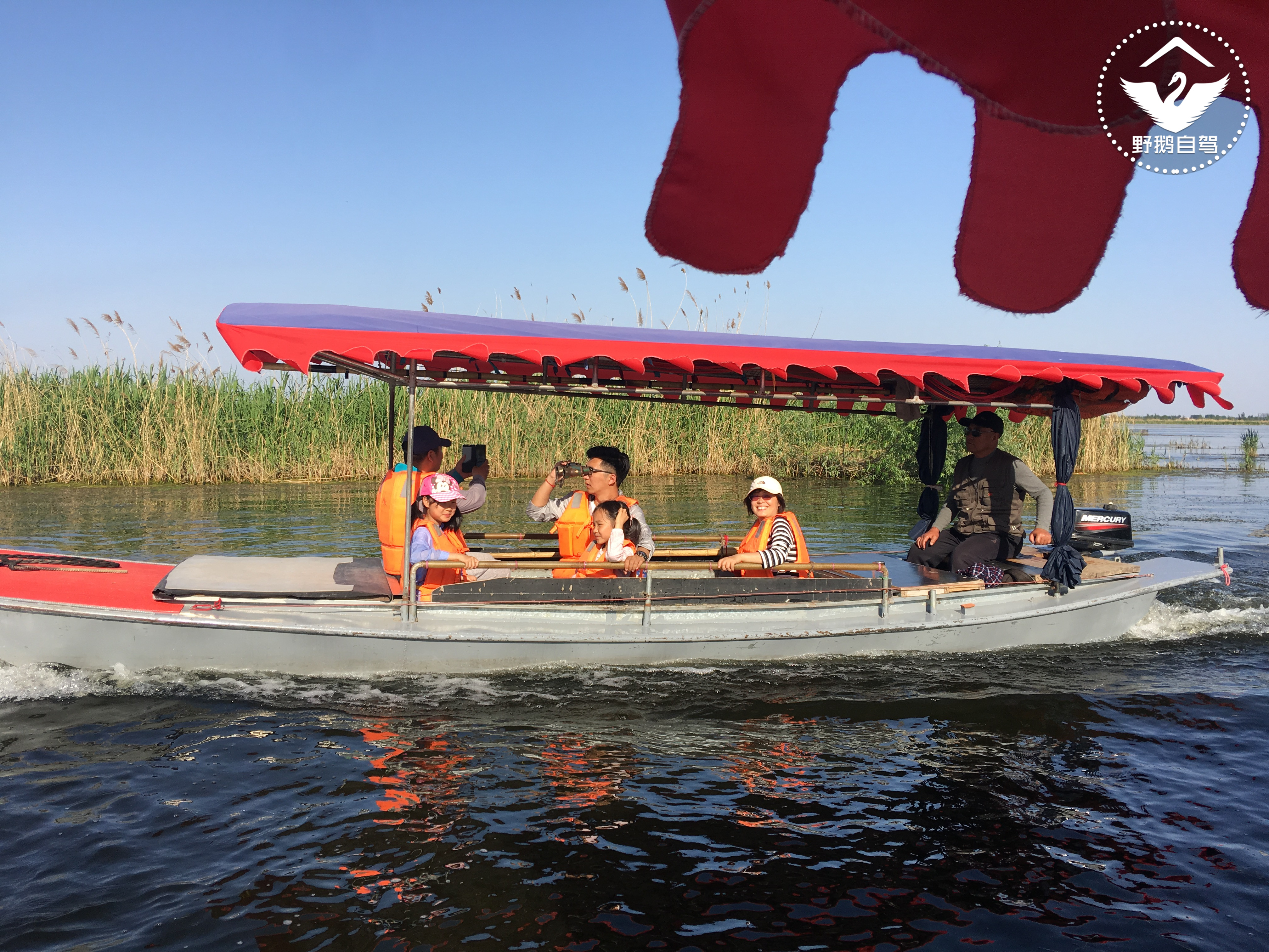 周末带娃自驾白洋淀，下地笼、抓小虾，亲密接触鱼鹰