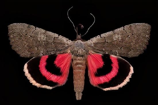 形似叶子的毛毛虫,苔蛾幼虫黑色毛毛虫