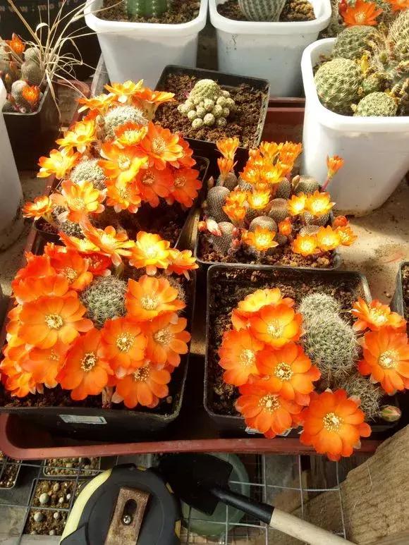 会开花的仙人球有几种,仙人球开花机器有哪些