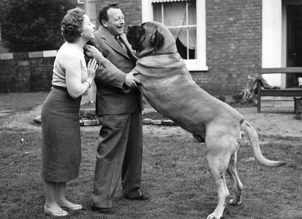 狗界无攻击性的三大犬,建议穷人养的10种便宜狗大型犬