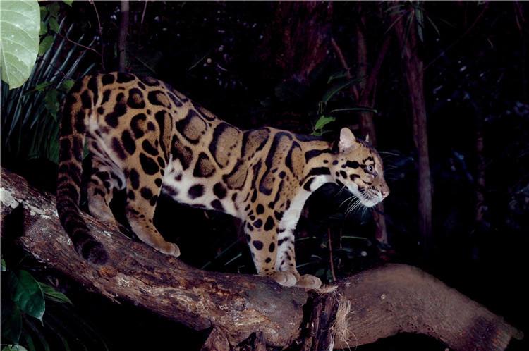 新加坡三个动物园哪个最好,新加坡动物园哪个最值得去看