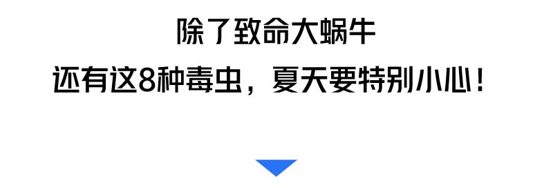 广州近期出现的变异蜗牛,深圳雨后巨型蜗牛