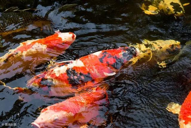 锦鲤怎么喂食才肯吃食物,锦鲤喂食的正确方法图解