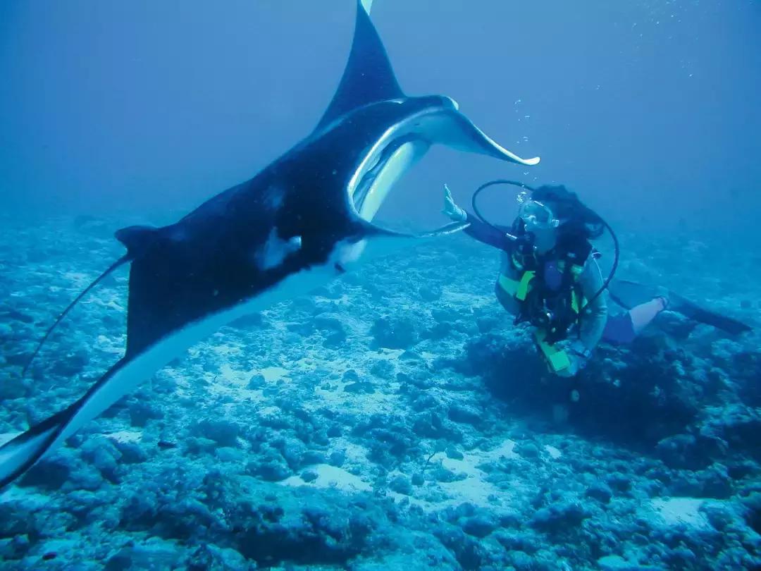 理想生活海景咖啡馆,理想生活
