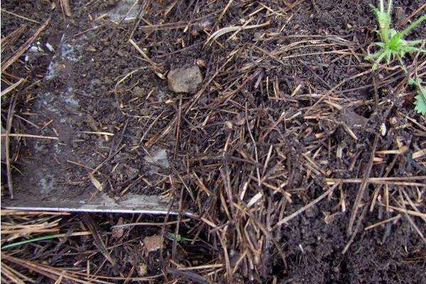 吊兰盆里放香蕉皮好吗,吊兰盆里栽多了