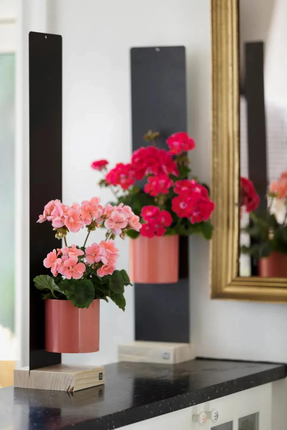 垂吊天竺葵哪些品种容易爆花,天竺葵羊宝和糖果双色哪个更爆花