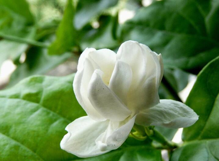 哪种花可以提取香精,一共有多少种花可以提炼香精