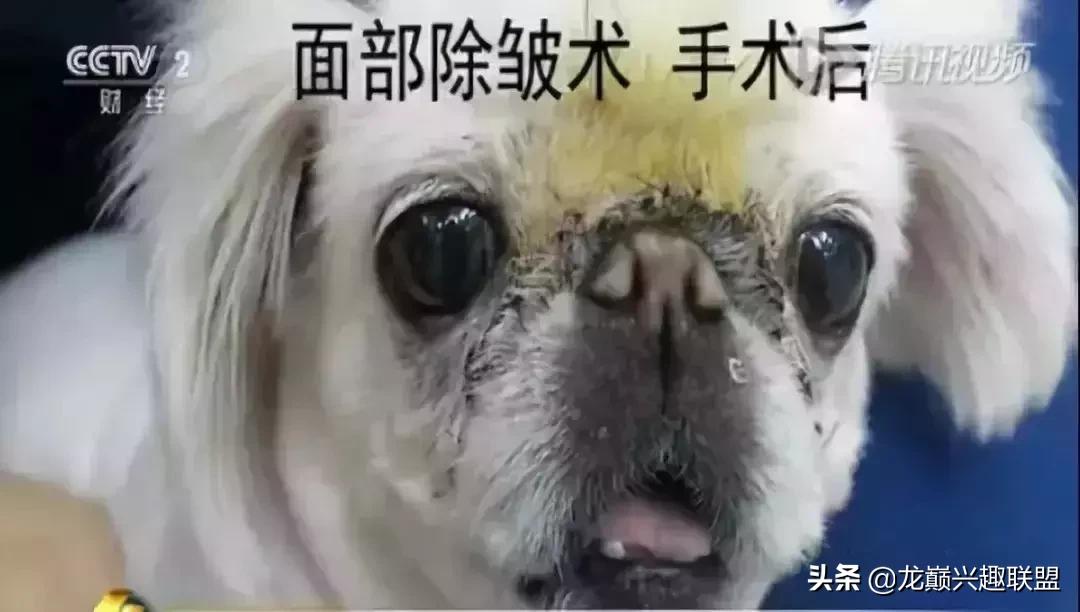 宠物整形有多可怕,宠物美容修脸