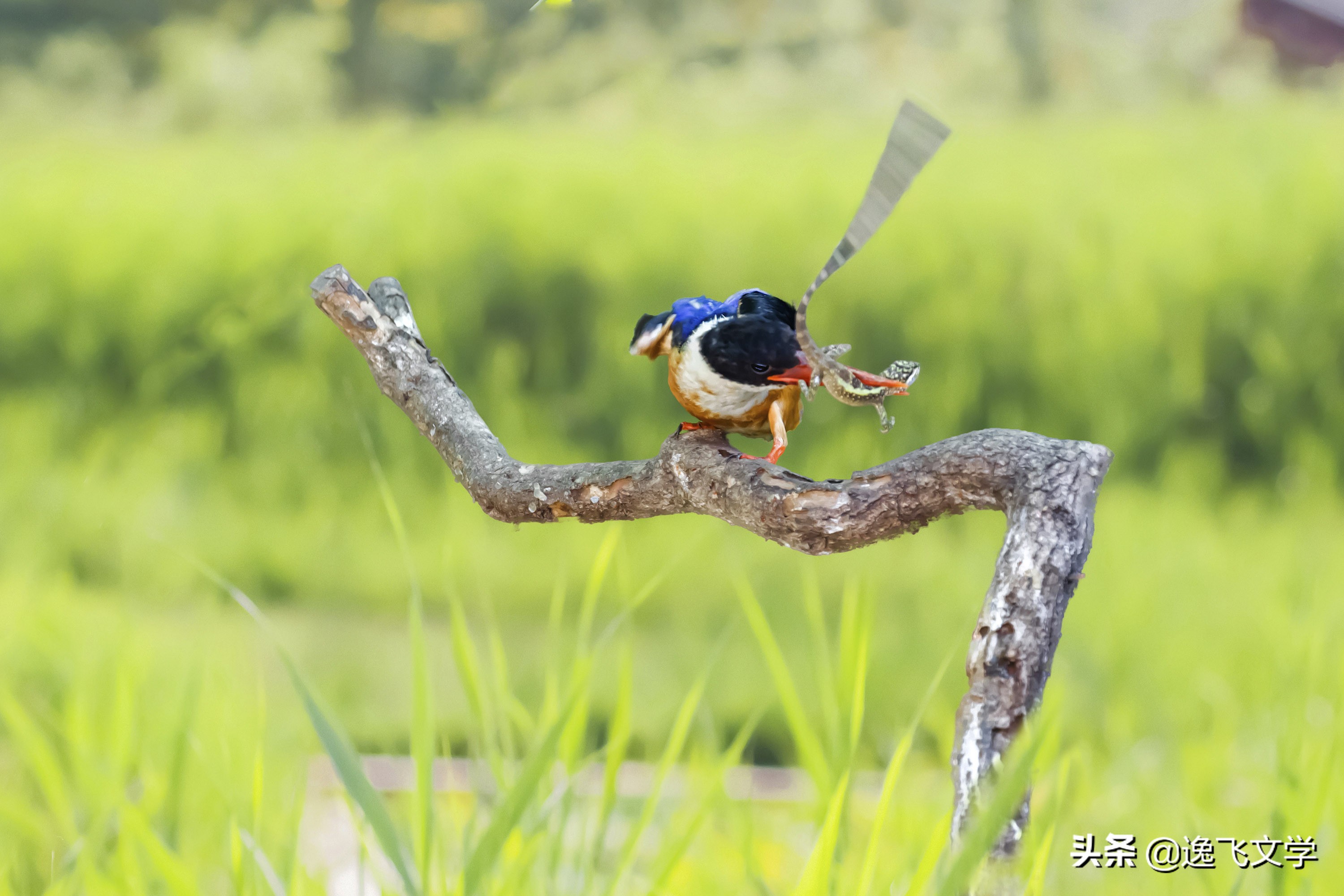 摄影纪实战争,摄影现代战争