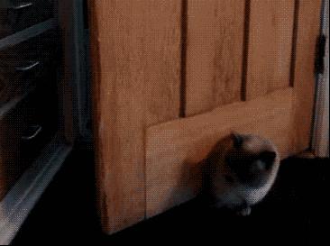 猫能被东西卡住动不了吗,猫好像被什么东西卡住一样