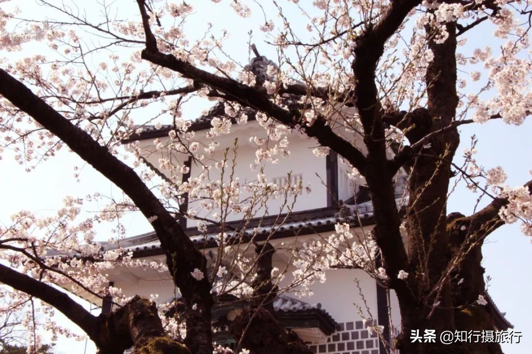 日本樱花季是八月几号,2020年日本樱花花期表