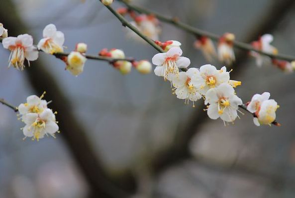 古诗词中立春的诗词有哪些,写春的古诗赏析和感悟