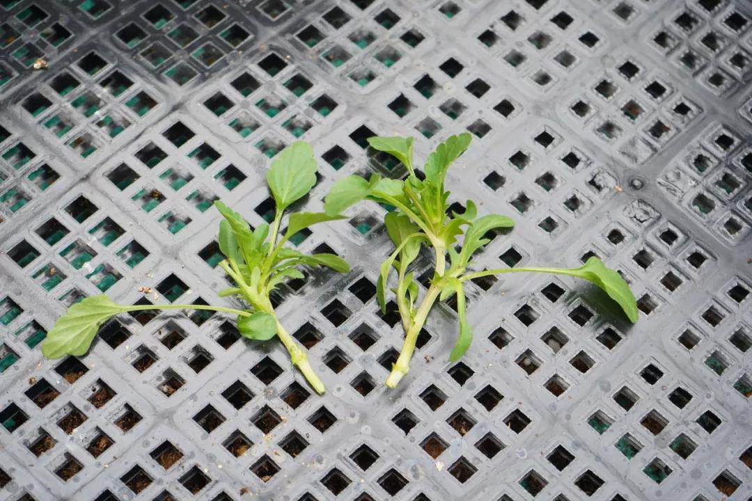 盆栽植物细长徒长怎么办,植物侧枝要不要修剪