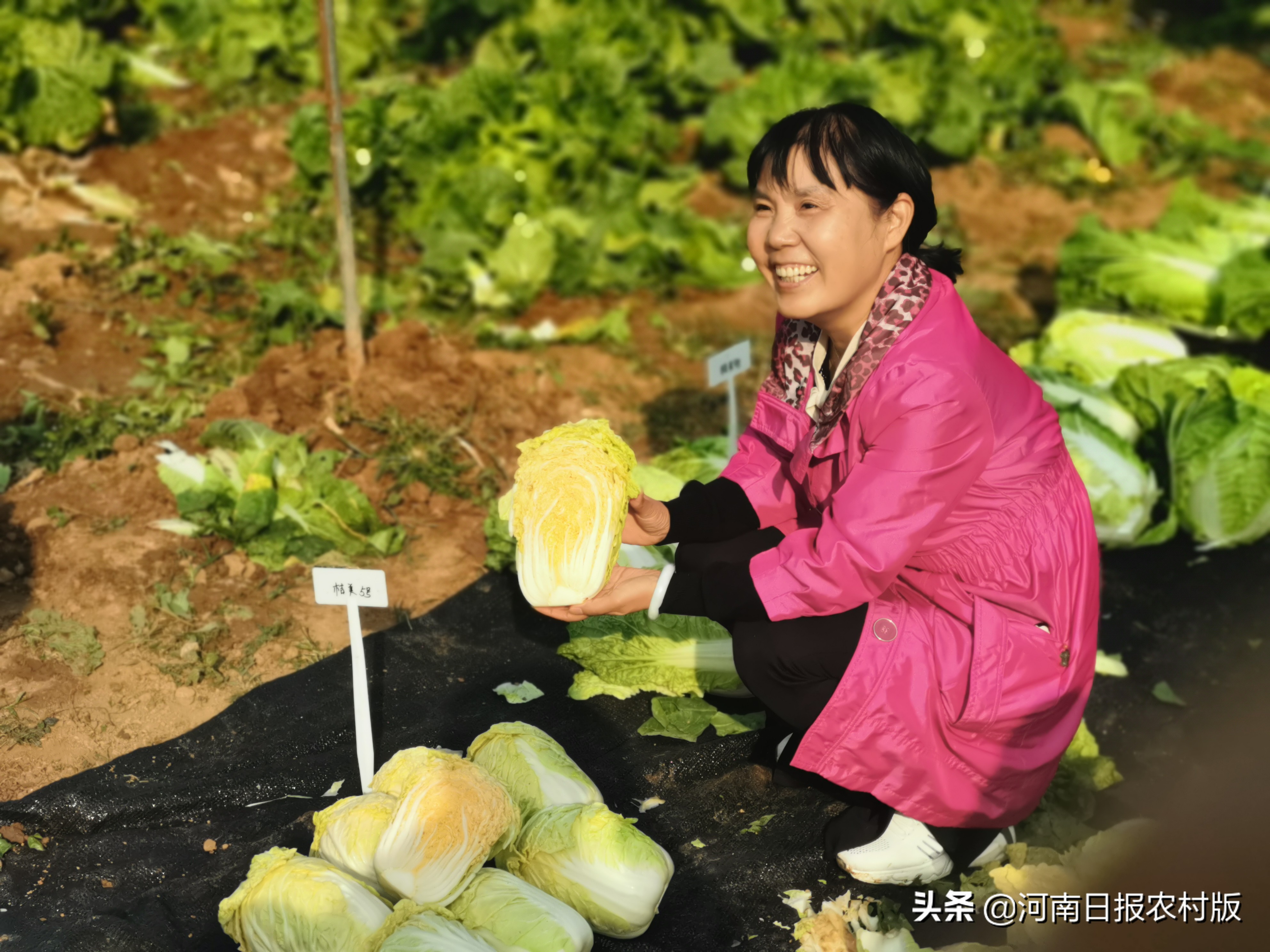 一颗白菜如何迸发巨大能量？品质品牌叠加，科研科技支撑！“小河白菜”迎来发展大空间