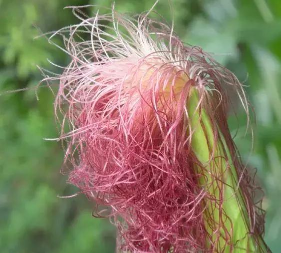 中草药各种花科普,花类的中草药有哪些