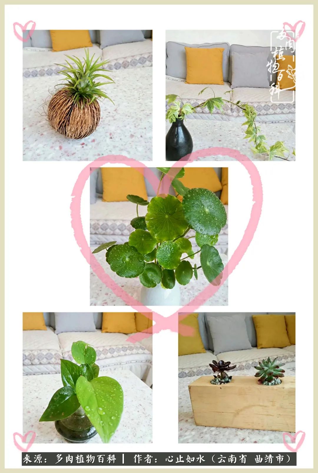 景德镇精品拇指多肉盆,轻奢多肉拇指盆3.5