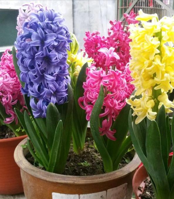 开完花的风信子,开过花的风信子种球还能用吗