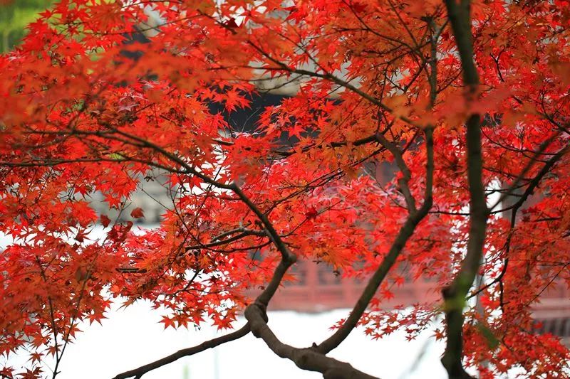 上海厉害了,厉害了上海