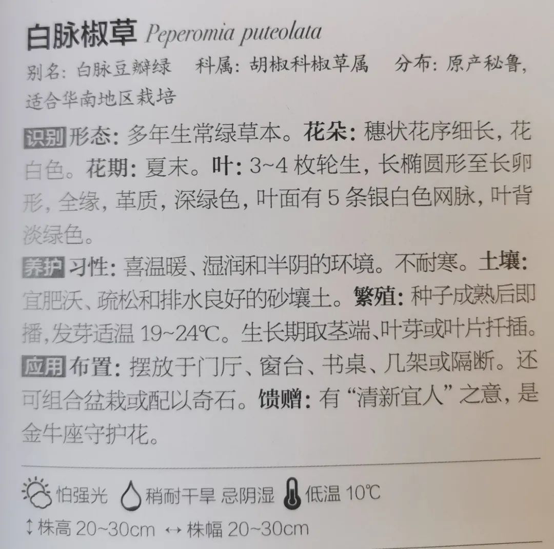 十二星座双子座的守护花,双子座守护花是什么星座