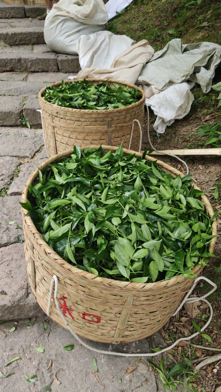 武夷山两天一夜要带什么去,旅游团武夷山两天一夜游99元