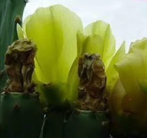 “常年丑貌君不问，一日花红万户惊”——仙人掌的产地及精品赏析