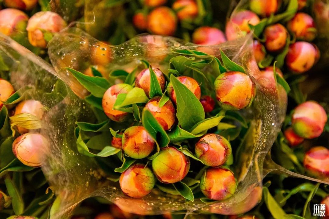 深夜去广州的花卉市场买花,如何逛斗南花卉市场买花便宜