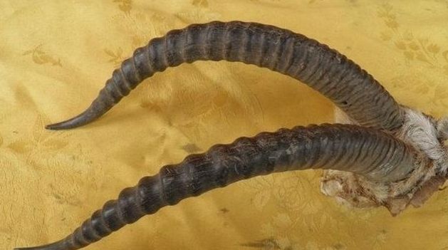 哪九种文玩不准卖,千万不能买的文玩有哪些