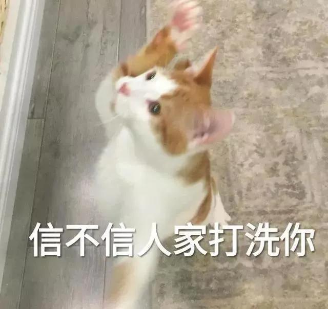 猫咪尿血怎么治疗好得快,猫咪尿血有什么方法可以治吗