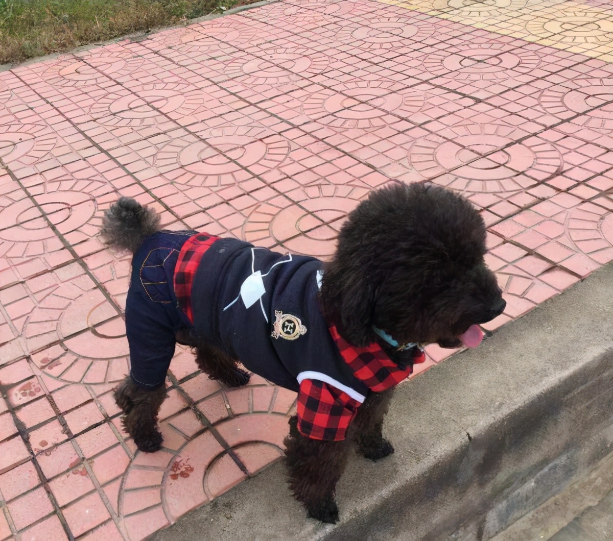 泰迪饲养攻略看完会收获不少,泰迪一公一母正确养法