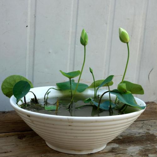 碗莲的水养方法和注意事项,碗莲的最佳养殖方法和时间