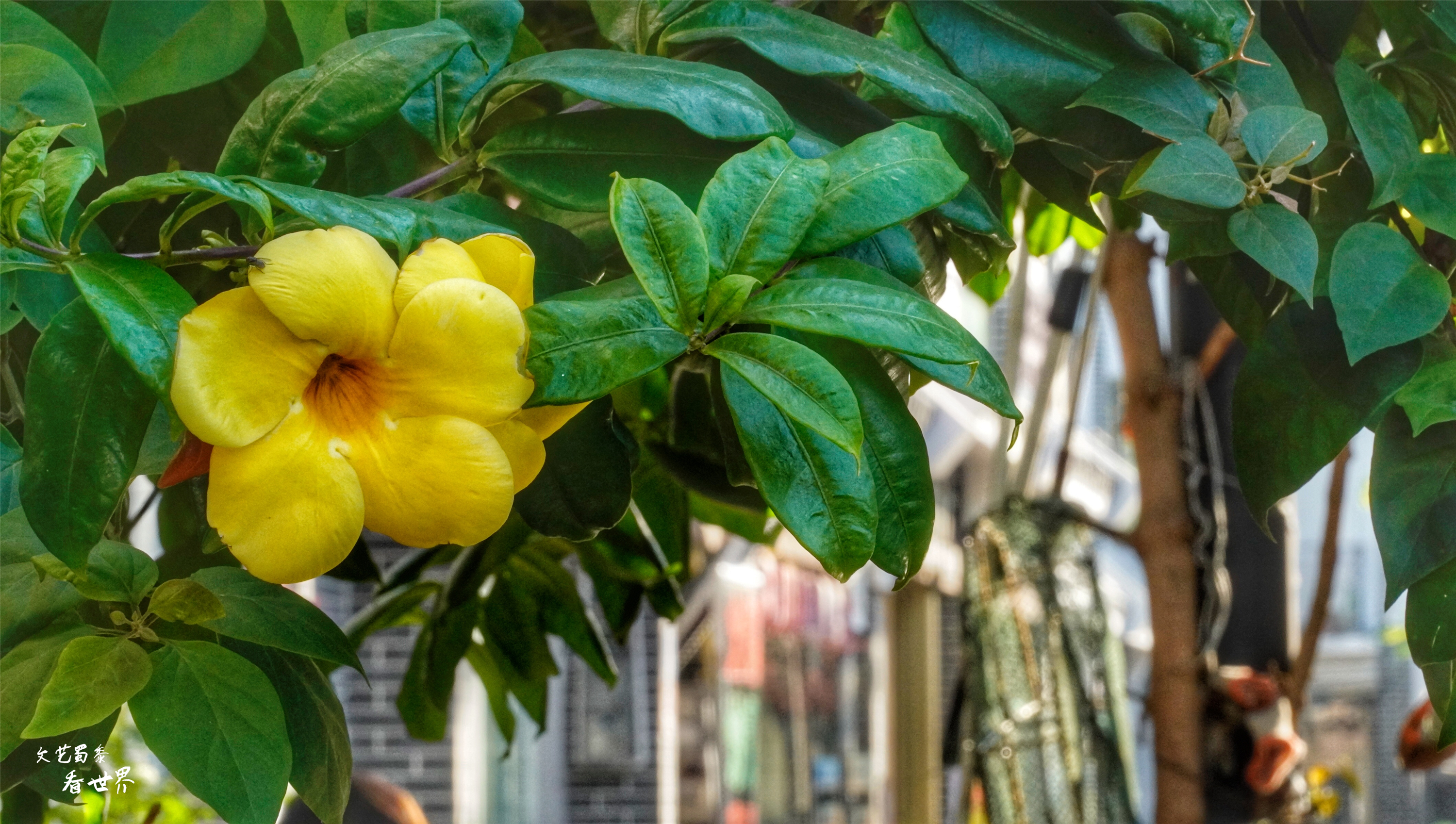三亚旅游后海渔村,海棠湾后海除了冲浪还能干嘛