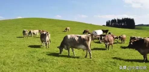 惠氏有机和皇家美素哪个更好,惠氏和雅培哪个好