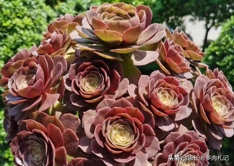 多肉法师颜色差没亮度怎么办,多肉法师怎么养容易出状态