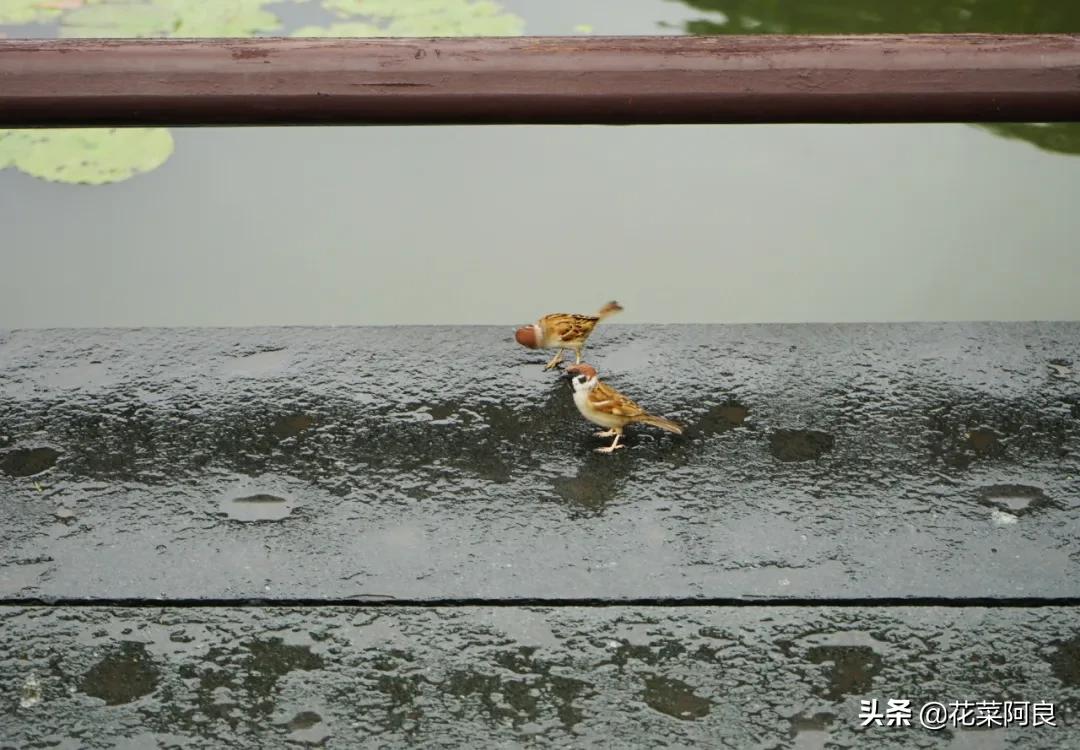 江南最忆是杭州,江南好最忆是杭州朗读