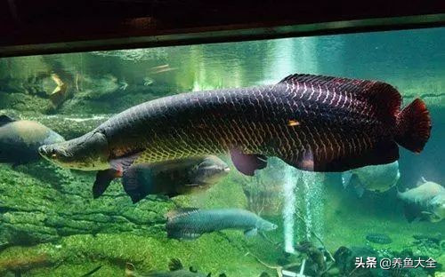 养水母和养鱼哪个难,养鱼真的那么麻烦吗