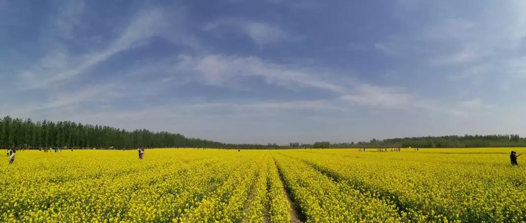 霸州踏青,霸州附近看花踏青好去处