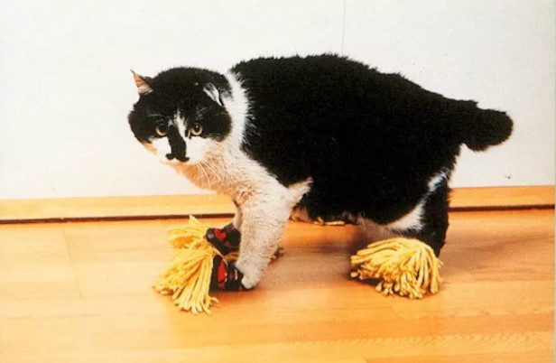 自拍杆是日本人发明的吗,日本自拍杆无用发明