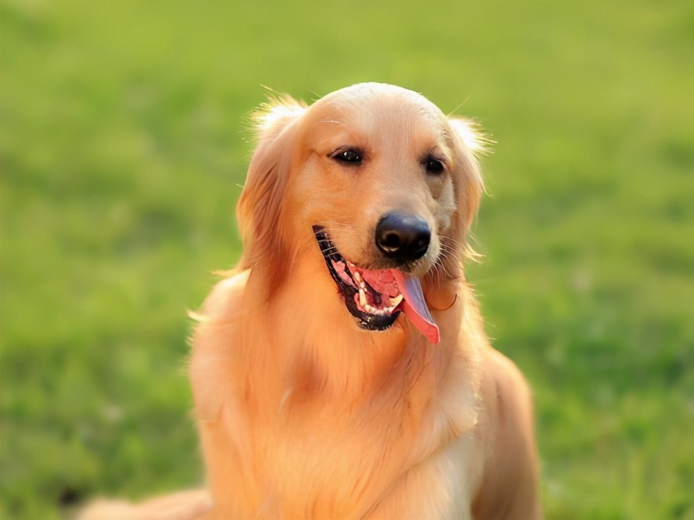 如果你家狗经常“呜呜叫”,一旦发现,就要注意了