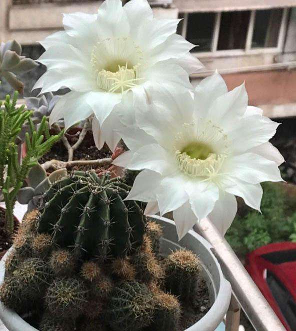 101个仙人球品种,101种仙人球开花图片