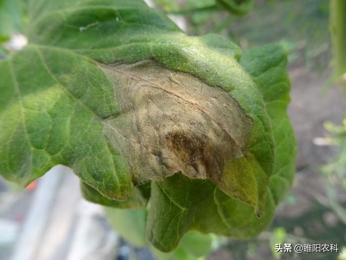 灰霉病很顽固,难根除,教你几个最有效的防治方法