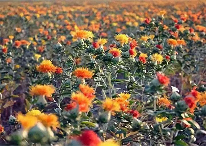 全新疆著名的特产,盘点十大新疆的特产