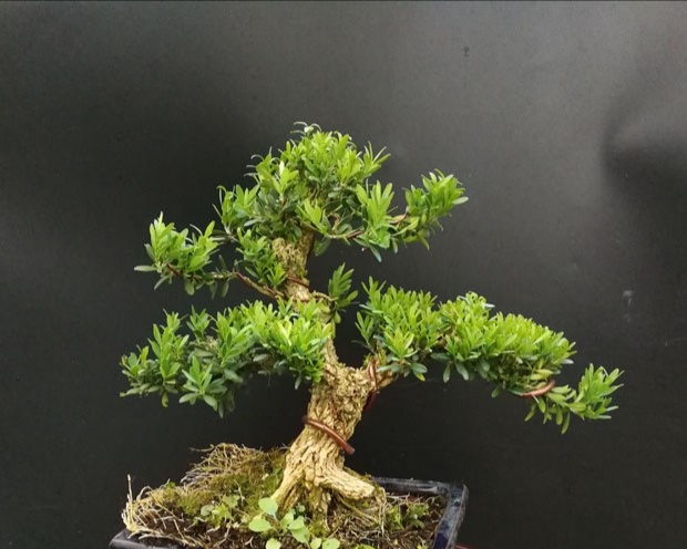 皱皮雀舌黄杨老杆不长芽怎么办,皱皮雀舌黄杨秃桩怎么这么难发芽