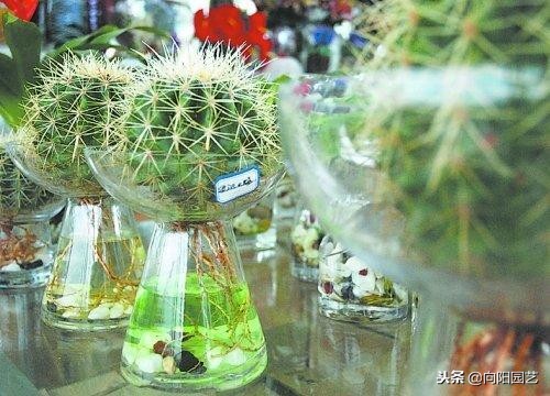 水培植物发臭的解决方法,水培植物根部腐烂怎么补救
