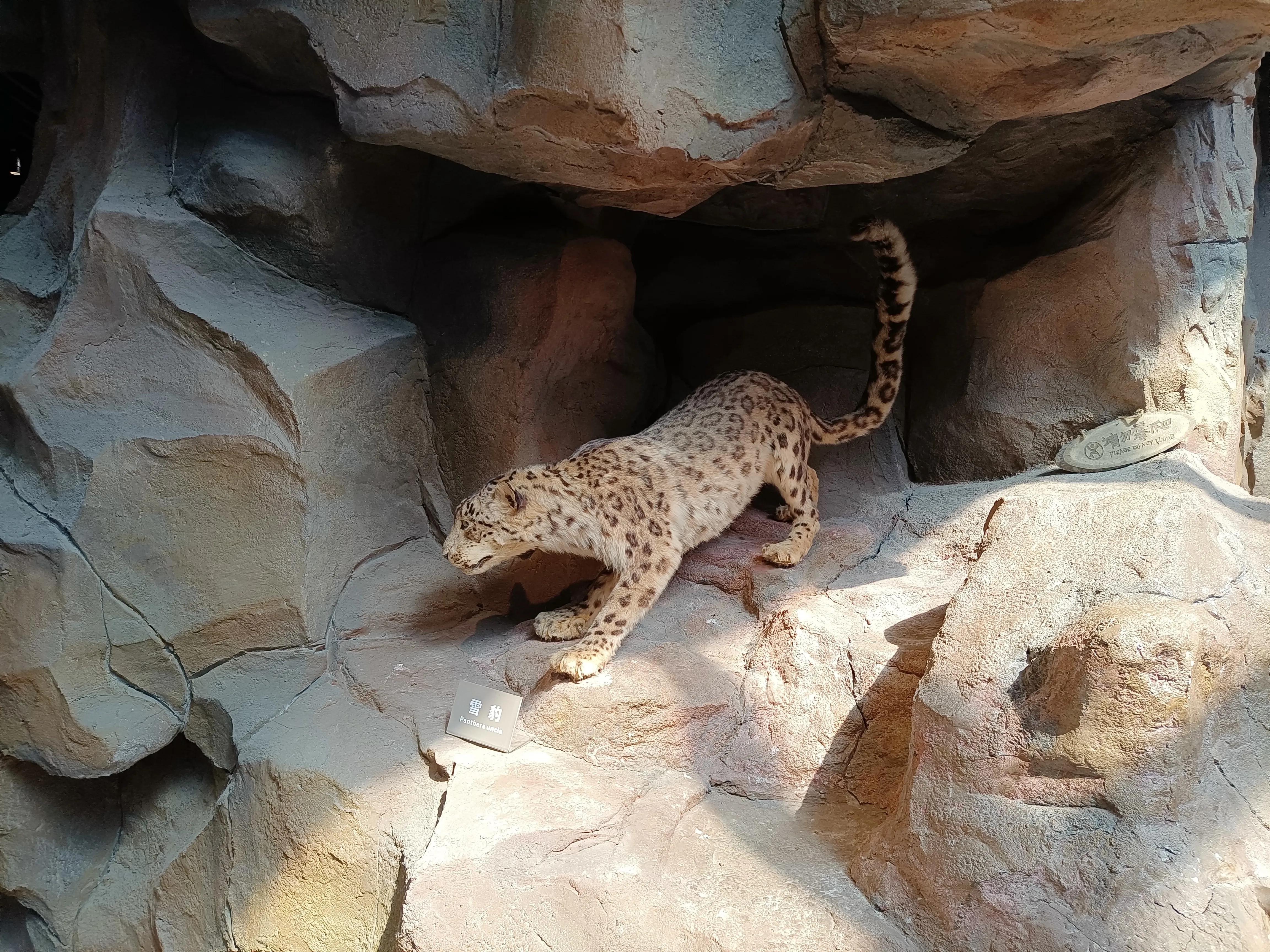 上方山森林公园作文,上方山森林公园动物世界