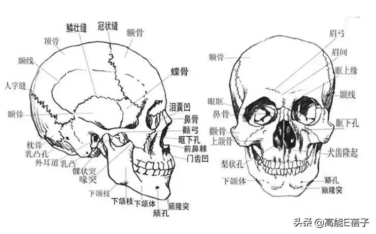 脸大真的不如脸小的好看吗,脸小真的显瘦吗