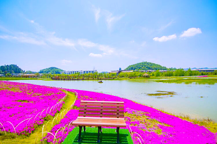 河北芝樱丛生福禄考种植基地,上海芝樱丛生福禄考报价