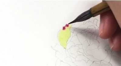 只需7步,就能画出这么美的康乃馨,艺术生快来学习临摹吧,收藏