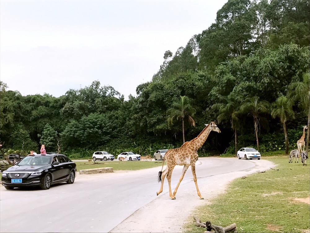 国内首屈一指的主题乐园，广州长隆旅游度假区，回归大自然的地方