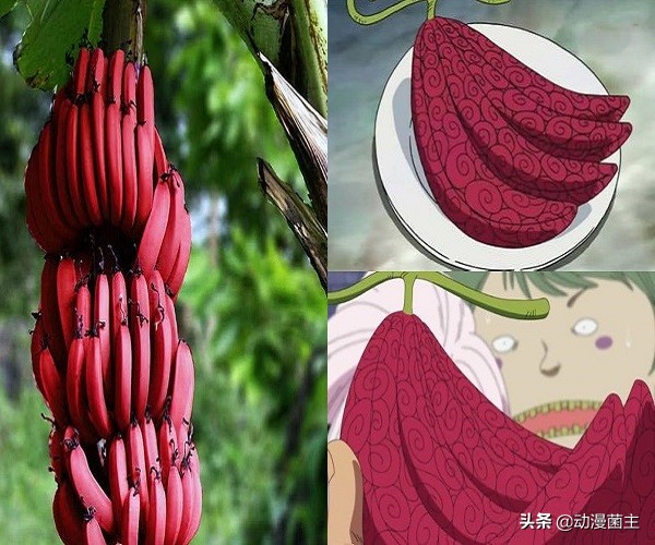 恶魔果实的秘密,神秘恶魔果实到底是哪颗